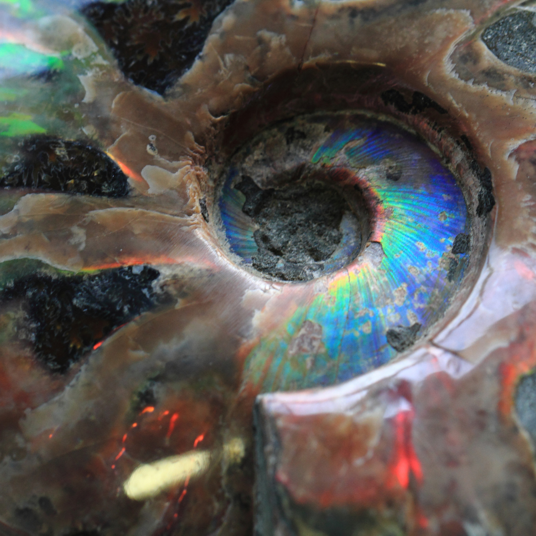 Why Do Ammonite Fossils Have Iridescence?