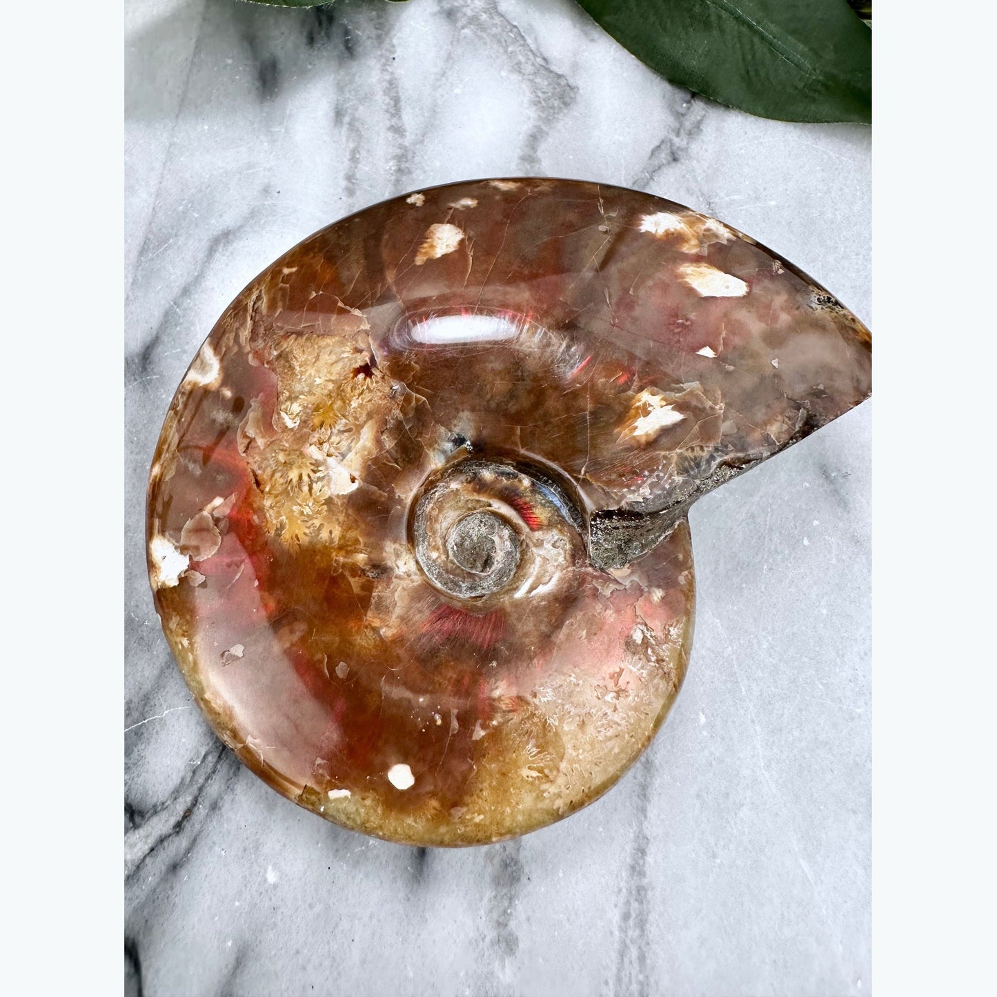 Iridescent Ammonite Fossil