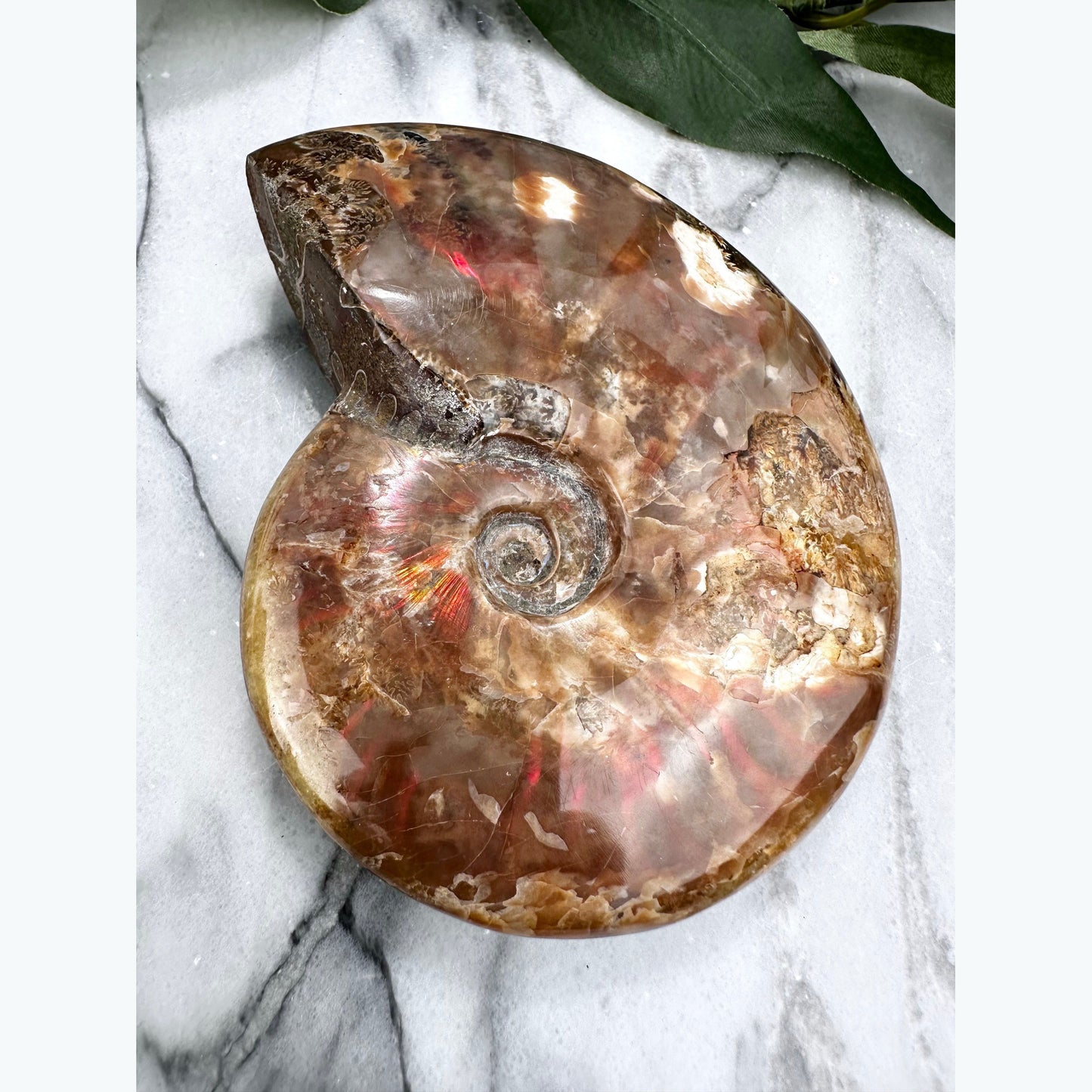 Iridescent Ammonite Fossil