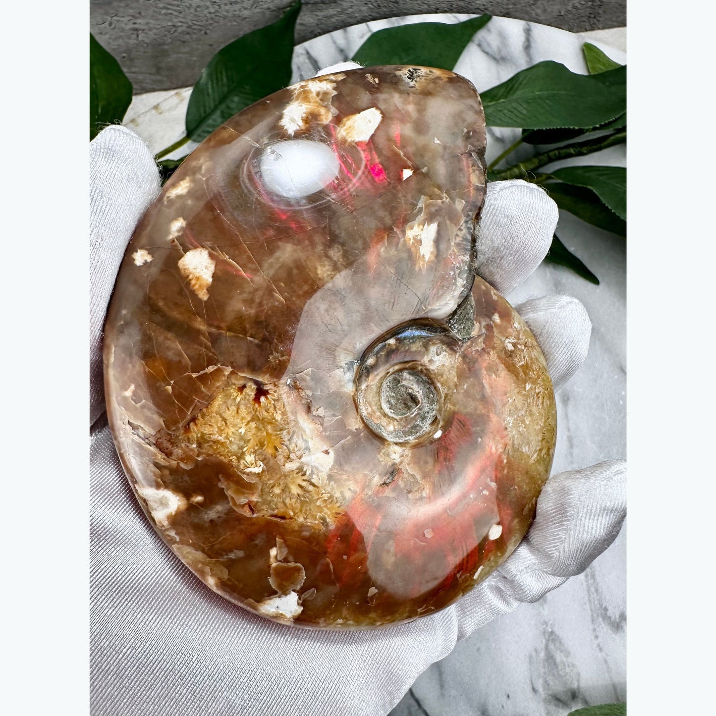 Iridescent Ammonite Fossil